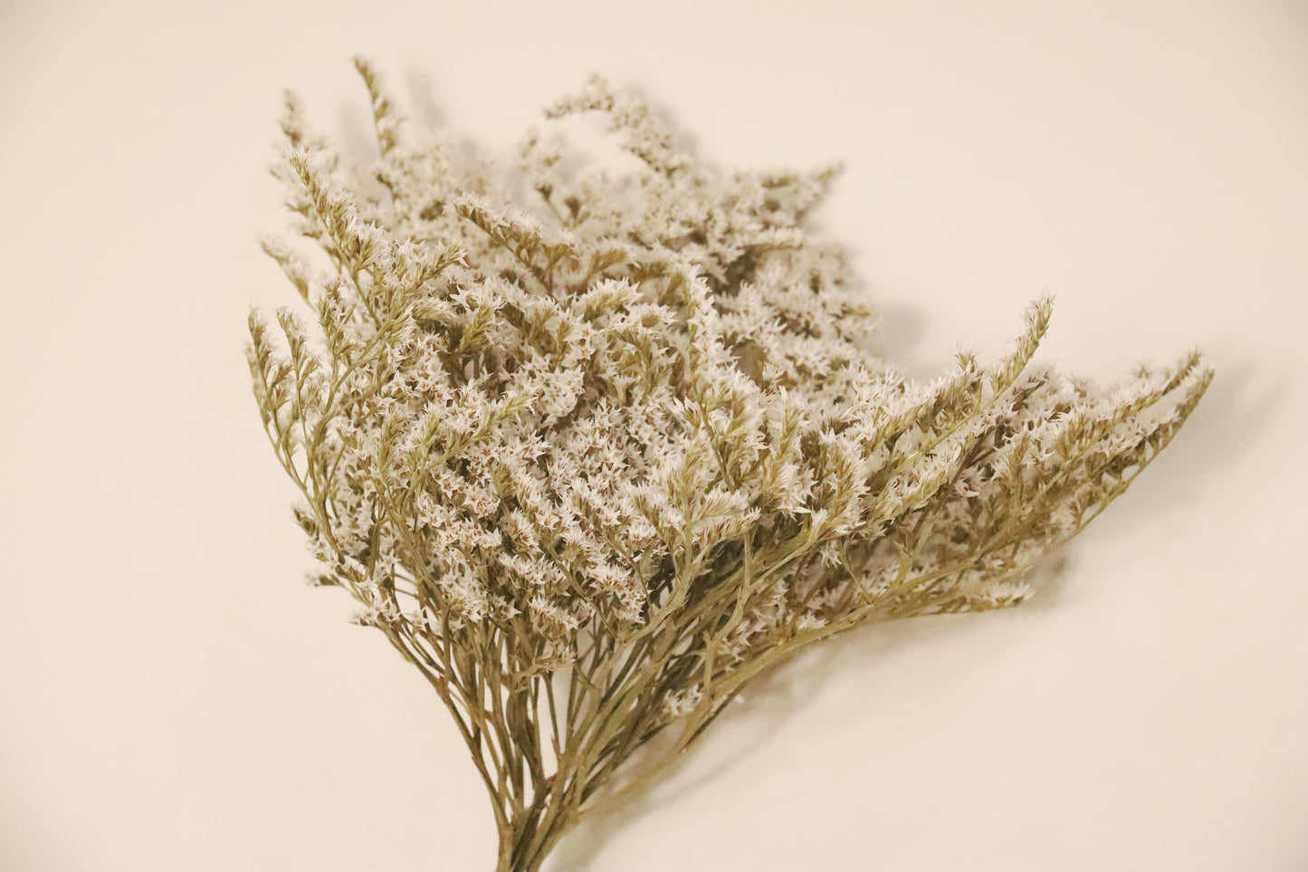 DRY FLOWER