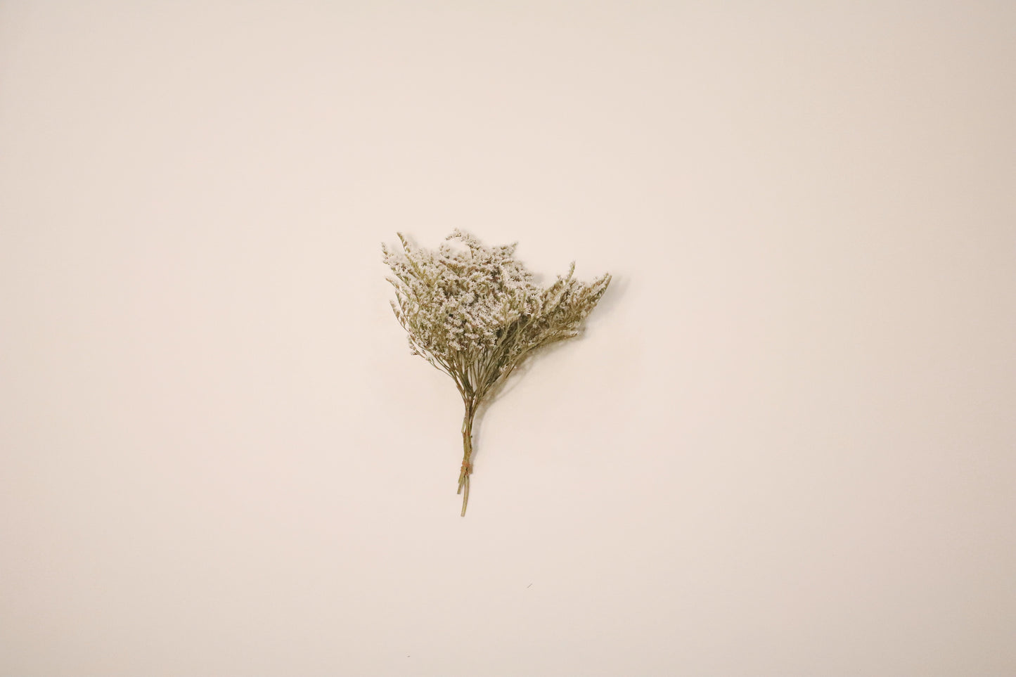 DRY FLOWER